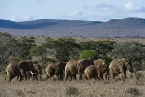 Tsavo Prints: A large herd of African elephant (Loxodonta africana) walking though savannah grass in a line