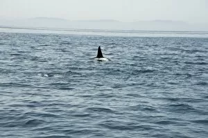 Images Dated 3rd January 2008: Large male orca in the Straits of Gibraltar, Europe