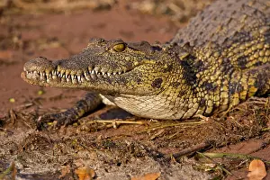 Carnivore Prints: Large Nile Crocodile (Crocodylus niloticus), Chobe National Park, Botswana
