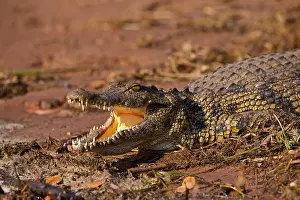 Savanna Prints: Large Nile Crocodile (Crocodylus niloticus), Chobe National Park, Botswana
