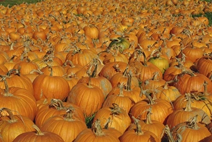 Sale Prints: Large number of pumpkins for sale on a farm in Vermont