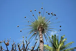 Nests Prints: A large number of Weaver Bird nests hanging on a stripped palm tree on the exotic island of Mauritius in the Indian