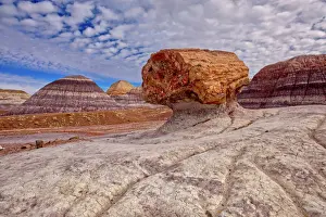 Overcast Prints: A large petrified log along the Blue Mesa Trail in Petrified Forest National Park
