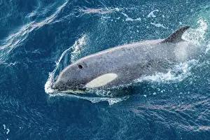 Wildlife Conservation Prints: A large pod of Gerlache Strait type B killer whales (Orcinus orca)