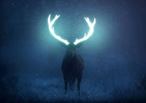 : A large red deer stag (Cervus elaphus) stands his ground in foggy Richmond Park one winter