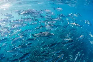 A large school of bigeye trevally (Caranx sexfasciatus) in deep water near Cabo Pulmo, Baja California Sur, Mexico, North America