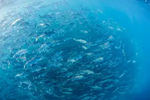 Large Group Of Animals Prints: A large school of bigeye trevally (Caranx sexfasciatus) in deep water near Cabo Pulmo