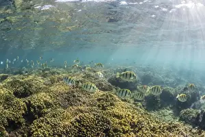 A large school of convict tang (Acanthurus triostegus) on the only living reef in the Sea of Cortez