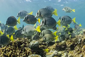 Marine Animal Prints: A large school of yellowtail surgeonfish (Prionurus punctatus) on the only living