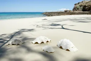 Amazing Prints: Large shells on the beach, Tsarabanjina island