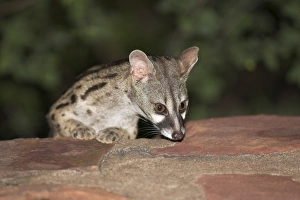 Attention Prints: Large-spotted genet (Genetta tigrina)