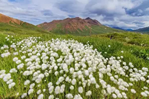 Visibility Prints: A large stand of Arctic cotton (Eriophorum callitrix) in Denali National Park