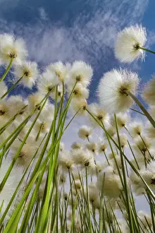 Growing Prints: A large stand of Arctic cotton (Eriophorum callitrix) in Denali National Park