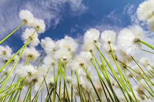 Blooms Prints: A large stand of Arctic cotton (Eriophorum callitrix) in Denali National Park