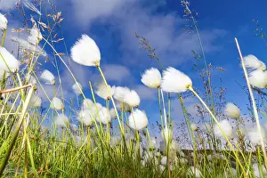 Seasonal Changes Prints: A large stand of Arctic cotton (Eriophorum callitrix) in Franz Josef Land