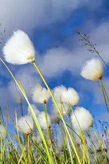 Arctic Environment Prints: A large stand of Arctic cotton (Eriophorum callitrix) in Franz Josef Land