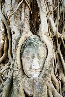 Wat Mahathat Prints: Large stone Buddha head in fig tree roots