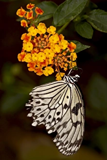 Images Dated 28th May 2009: Large tree nymph (paper kite) (white tree nymph) (rice paper butterfly)