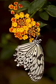 Butter Fly Prints: Large tree nymph (paper kite) (white tree nymph) (rice paper butterfly)