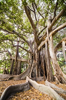 Palermo Gallery: Large twisted roots of a Moreton Bay fig tree (banyan tree) (Ficus macrophylla)