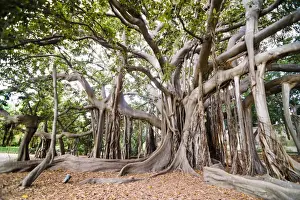 Large twisted roots of a Moreton Bay fig tree (banyan tree) (Ficus macrophylla), Palermo Botanical Gardens, Palermo, Sicily, Italy, Europe