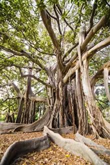 Cultures Prints: Large twisted roots of a Moreton Bay fig tree (banyan tree) (Ficus macrophylla)