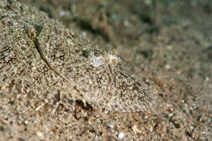 Images Dated 28th May 2008: Largescale flounder (Engyprosopon grandisquama), Sulawesi, Indonesia, Southeast Asia, Asia