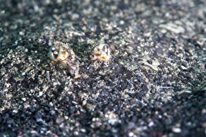 Images Dated 28th May 2008: Largescale flounder (Engyprosopon grandisquama), Sulawesi, Indonesia, Southeast Asia, Asia