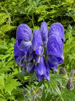 Time Prints: Larkspurleaf Monkshood flowers grow in Dutch Harbor on Amaknak Island in Unalaska