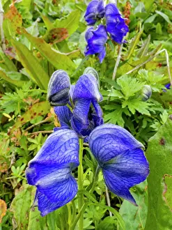 Gardening Prints: Larkspurleaf monkshood flowers grow in the wild on Amaknak Island in Unalaska