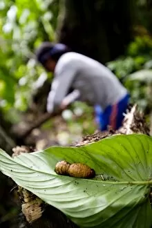 Images Dated 8th September 2009: Larva, an Achuar delicacy, Amazon, Ecuador, South America