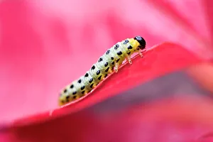 Invertebrate Prints: Larvae of sawfly (symphyta), France, Europe