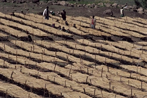 Lasta Valley, Wollo region, Ethiopia, Africa