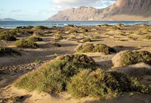Shrubs Prints: Late afternoon light on beach and cliffs La Caleta de Famara