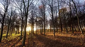 Late afternoon winter sunlight shining through trees in woodland at Longhoughton, near Alnwick, Northumberland, England, United Kingdom, Europe