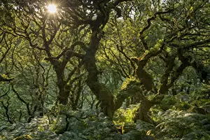 Overgrown Prints: Late evening sunshine in Wistmans Wood SSSI in Dartmoor National Park, Devon