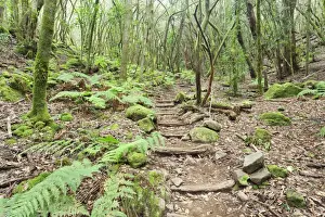 Fern Prints: Laurel forest, laurisilva, Parque Nacional de Garajonay, La Gomera, Canary Islands