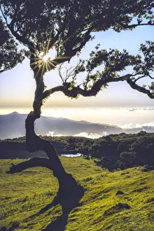 Fanal Forest Prints: Laurel tree lit by sun rays at sunset, Fanal forest, Madeira island, Portugal, Atlantic
