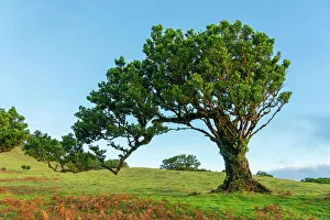 Azores Prints: Laurel tree, UNESCO World Heritage Site, Sao Vicente, Madeira, Portugal, Atlantic, Europe