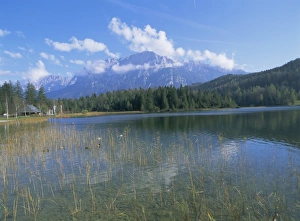 Reed Prints: Lautersee near Mittenwald and Karwendel Mountains