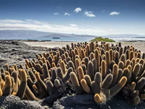 Ecuador Gallery: Lava cactus (Brachycereus nesioticus), endemic to the Galapagos, Fernandina Island