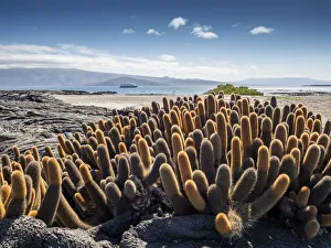 Ecuador Gallery: Lava cactus (Brachycereus nesioticus), endemic to the Galapagos, Fernandina Island