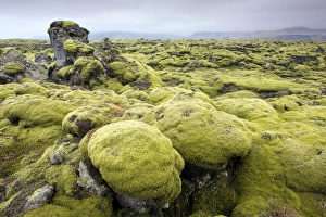 Covered Prints: Lava field covered in green moss, South Iceland, Iceland, Polar Regions