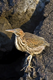 Lava heron (striated heron) (Butorides striata), Puerto Egas, Santiago Island, Galapagos, Ecuador, South America