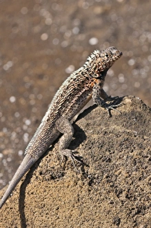 Images Dated 12th April 2010: Lava lizard (Microlophus albemarlensis), Port Egas (James Bay), Isla Santiago