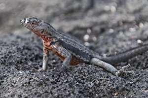 Images Dated 11th April 2010: Lava lizard (Microlophus albemarlensis), Espinosa Point, Isla Fernandina