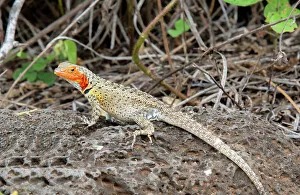 Claws Prints: Lava Lizard (microlophus) on Floreana island