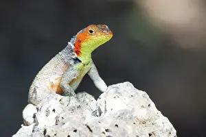 Natural History Prints: Lava lizard (Microlophus spp) in the Galapagos Island Archipelago