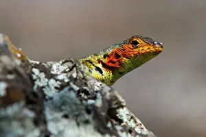 Natural History Prints: Lava lizard (Microlophus spp) in the Galapagos Island Archipelago