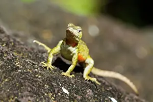 Outdoor Exploration Prints: Lava lizard (Microlophus spp) in the Galapagos Islands Archipelago